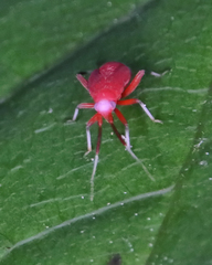 Coccobaphes frontifer