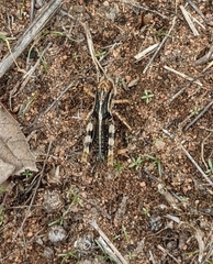 Melanoplus ponderosus