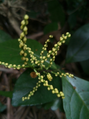Chloranthus spicatus