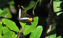 Adelpha thessalia