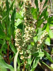 Rumex floridanus
