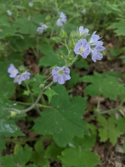 Hydrophyllum appendiculatum