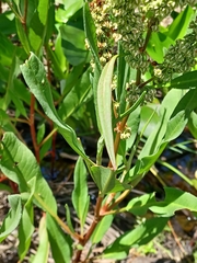 Rumex floridanus