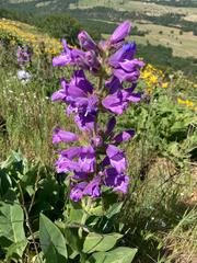Penstemon glandulosus