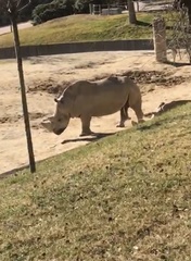 Ceratotherium