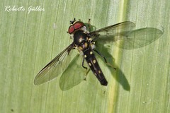 Ocyptamus gastrostactus