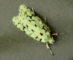 Izatha peroneanella