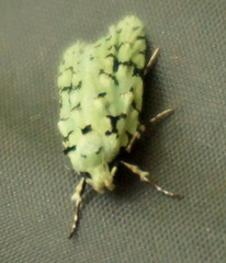 Izatha peroneanella