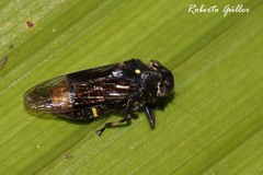 Teletusa