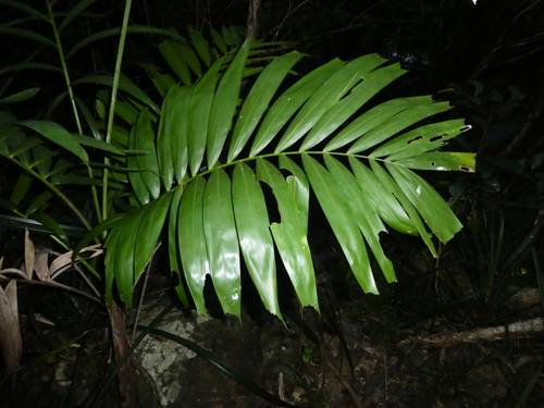 Image of Ptychosperma elegans by (c) Steve Fitzgerald, some rights reserved (CC BY-SA)