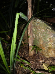 Ptychosperma elegans