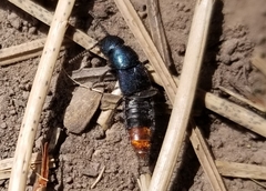 Platydracus rutilicauda