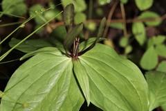 Trillium viride