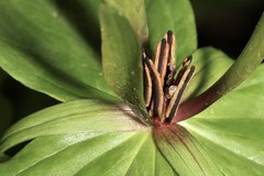 Trillium viride