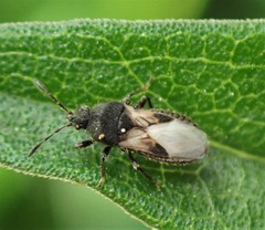 Blissus leucopterus