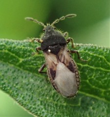 Blissus leucopterus