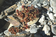 Epilobium porphyrium