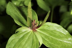 Trillium viride