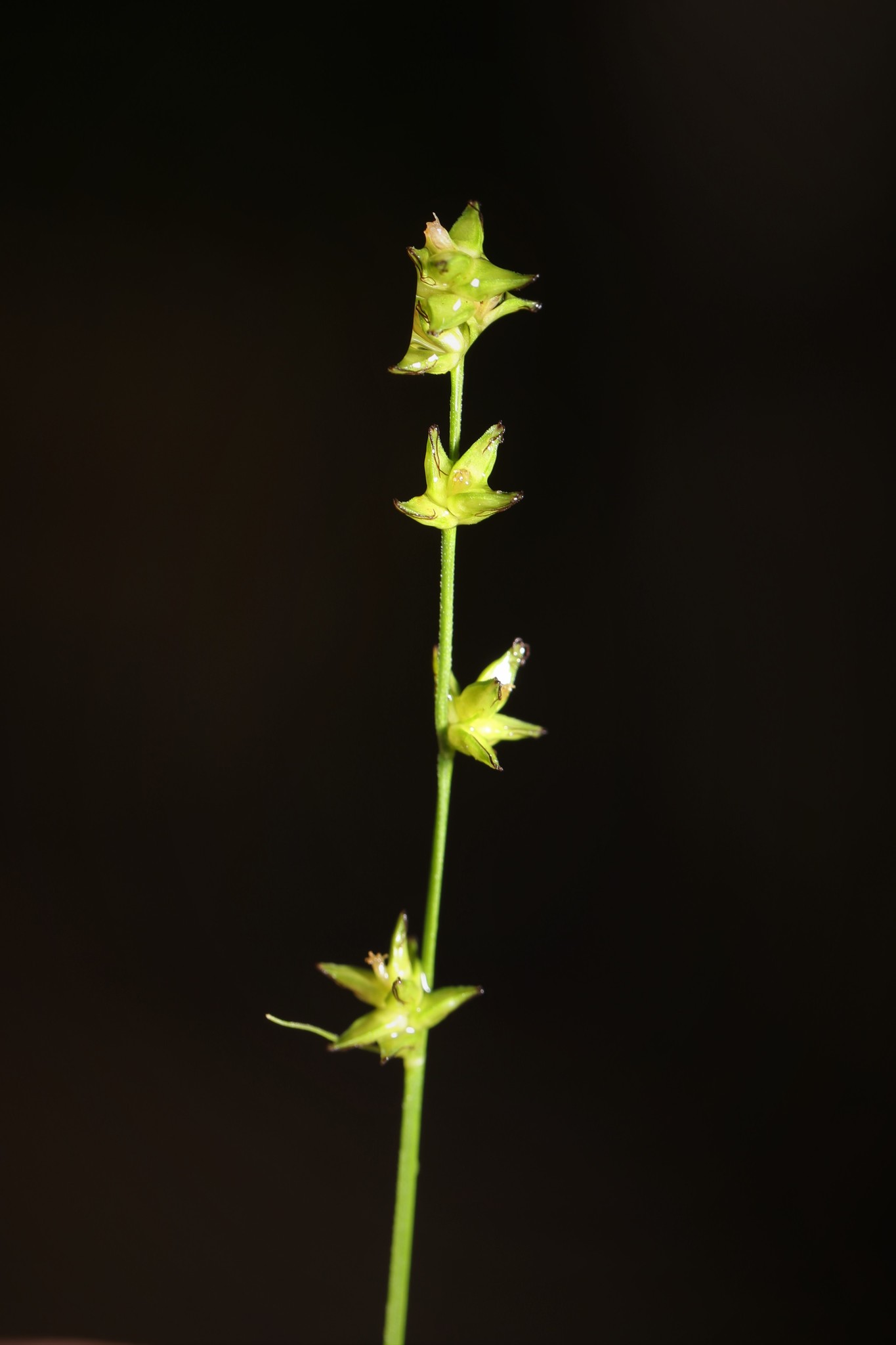 Carex radiata