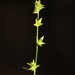 Carex radiata - Photo (c) Paul Marcum,  זכויות יוצרים חלקיות (CC BY-NC), הועלה על ידי Paul Marcum