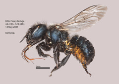 Osmia atrocyanea