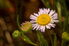 Erigeron decumbens