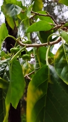 Withania aristata