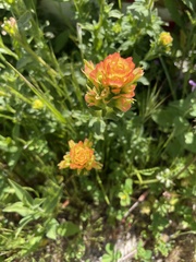 Castilleja latifolia