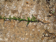 Lepidium apetalum
