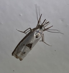 Microcrambus pusionellus