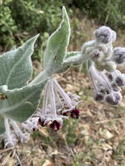 Asclepias californica californica
