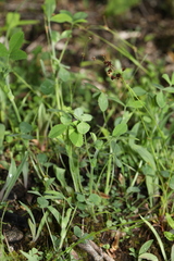 Trifolium reflexum