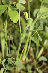 Trifolium reflexum