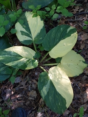 Symplocarpus foetidus