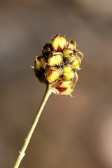 Luzula bulbosa