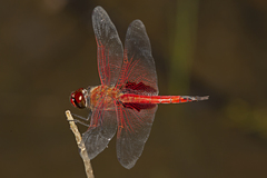 Tramea eurybia