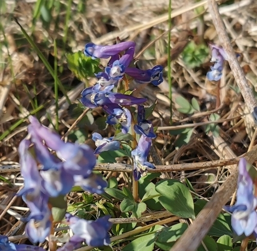 Corydalis ambigua (Corydalis ambigua)