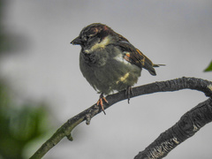 Passer domesticus