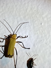 Chauliognathus sulphureus