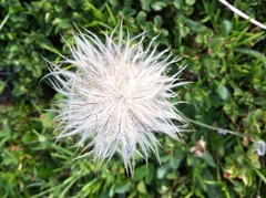 Pulsatilla