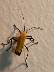 Chauliognathus sulphureus