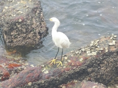 Egretta thula