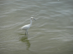 Egretta thula