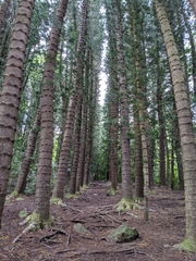 Eutacta