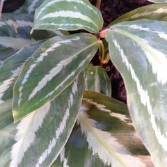 Aglaonema