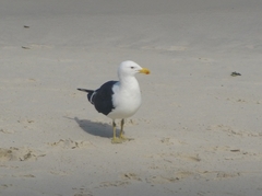 Larus dominicanus