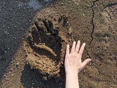 Ursus arctos beringianus