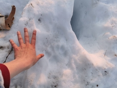 Ursus arctos beringianus