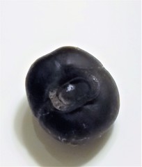 Merremia discoidesperma