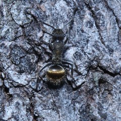 Polyrhachis aurea